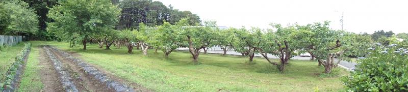玉川小の柿畑と野菜畑